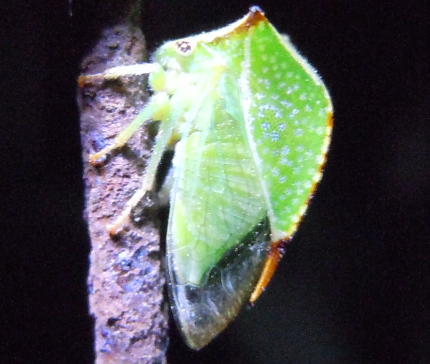 Stictocephala bisolnia